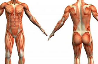 Kinesiology Muscle Testing